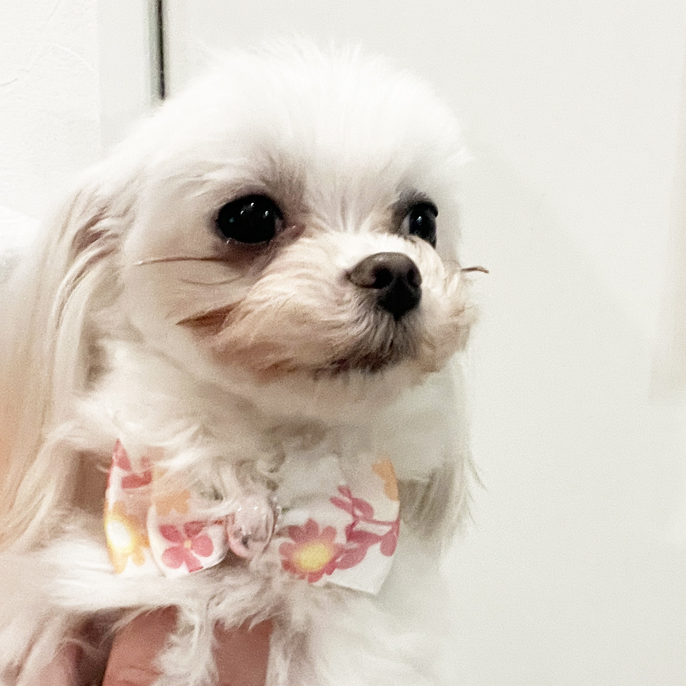 卒業犬イーブイちゃん、おうちでの様子☆